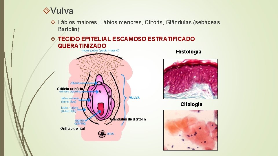  Vulva Lábios maiores, Lábios menores, Clitóris, Glândulas (sebáceas, Bartolin) TECIDO EPITELIAL ESCAMOSO ESTRATIFICADO