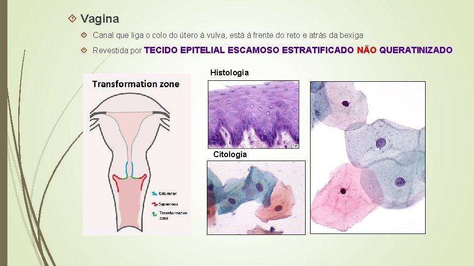  Vagina Canal que liga o colo do útero à vulva, está à frente