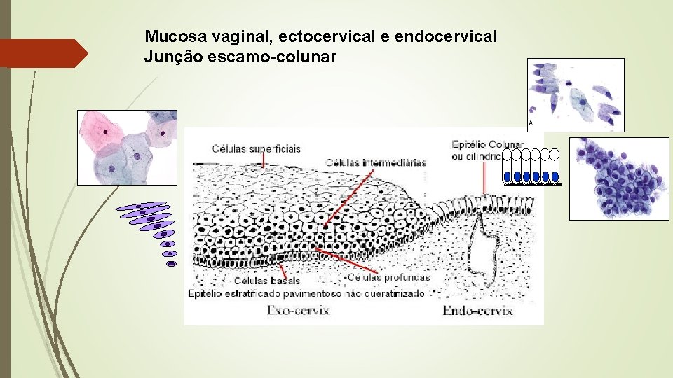 Mucosa vaginal, ectocervical e endocervical Junção escamo-colunar 