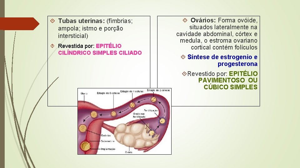  Tubas uterinas: (fímbrias; ampola; istmo e porção intersticial) Revestida por: EPITÉLIO CILÍNDRICO SIMPLES