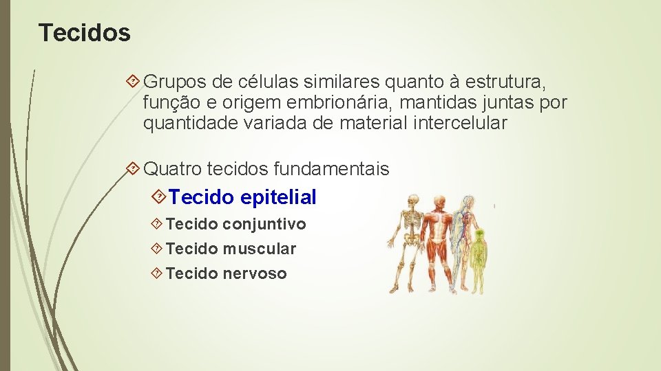 Tecidos Grupos de células similares quanto à estrutura, função e origem embrionária, mantidas juntas