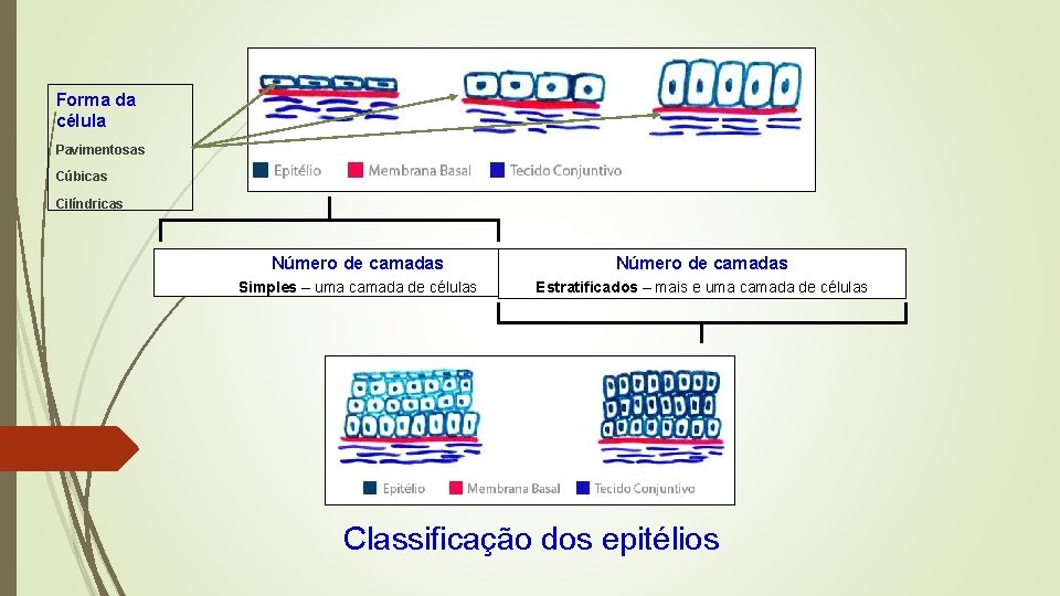 Forma da célula Pavimentosas Cúbicas Cilíndricas Número de camadas Simples – uma camada de