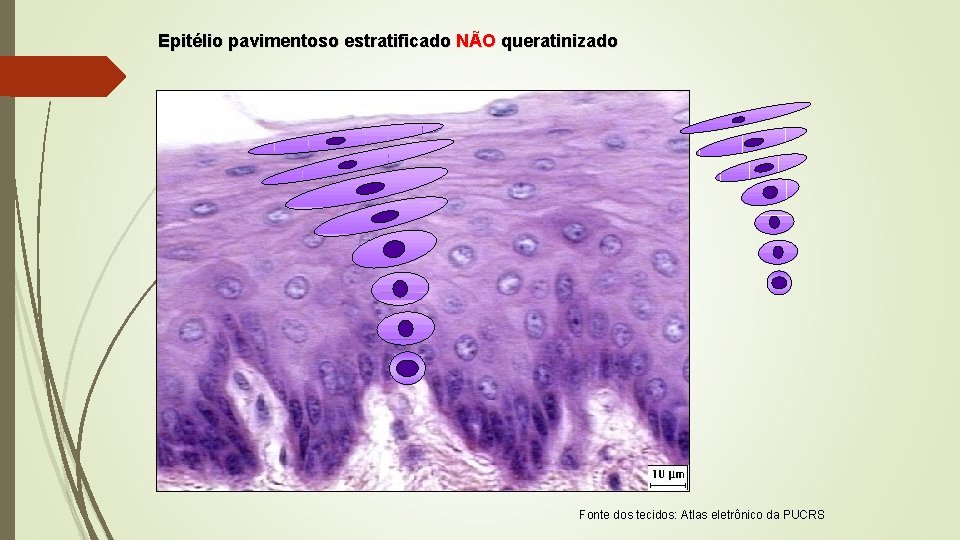 Epitélio pavimentoso estratificado NÃO queratinizado Fonte dos tecidos: Atlas eletrônico da PUCRS 