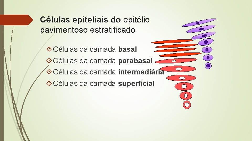 Células epiteliais do epitélio pavimentoso estratificado Células da camada basal Células da camada parabasal