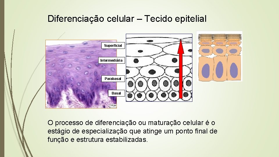 Diferenciação celular – Tecido epitelial Superficial Intermediária Parabasal Basal O processo de diferenciação ou