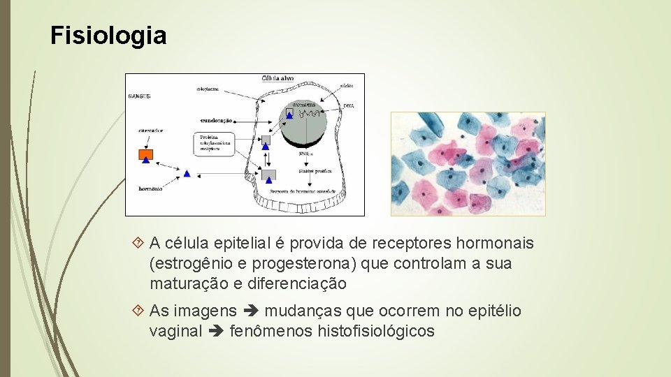 Fisiologia A célula epitelial é provida de receptores hormonais (estrogênio e progesterona) que controlam