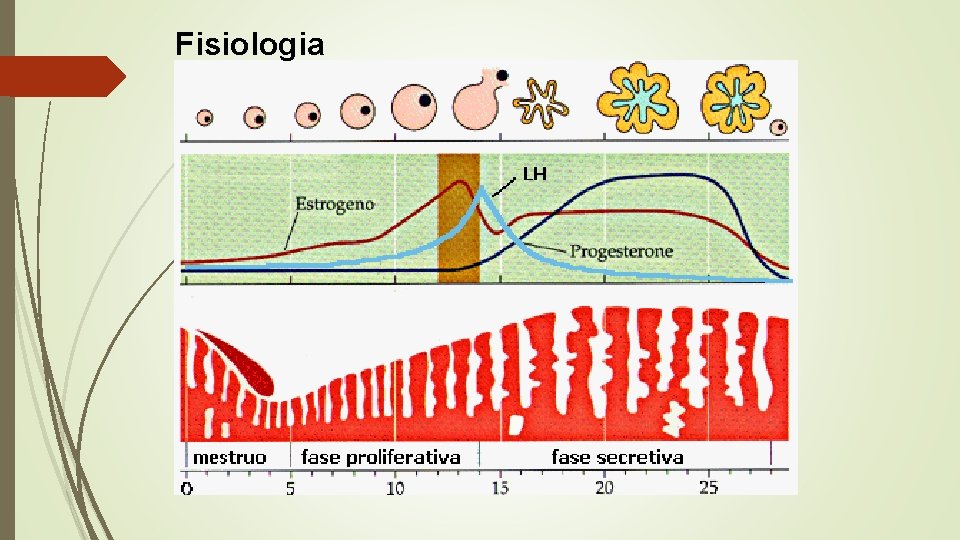 Fisiologia 
