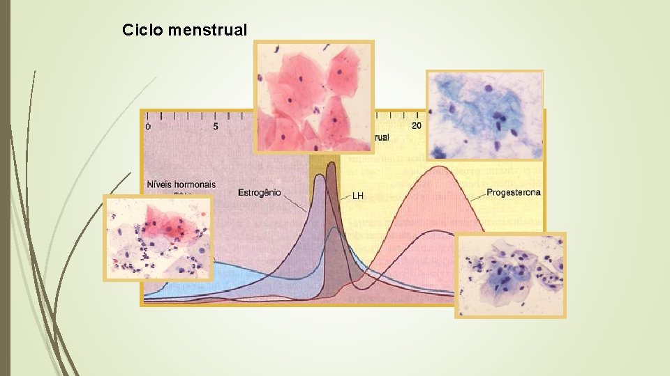 Ciclo menstrual 