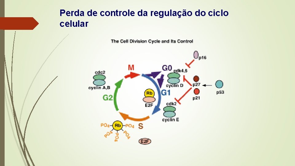 Perda de controle da regulação do ciclo celular 