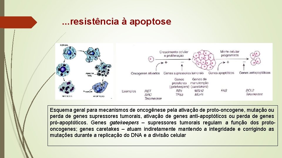 . . . resistência à apoptose Esquema geral para mecanismos de oncogênese pela ativação