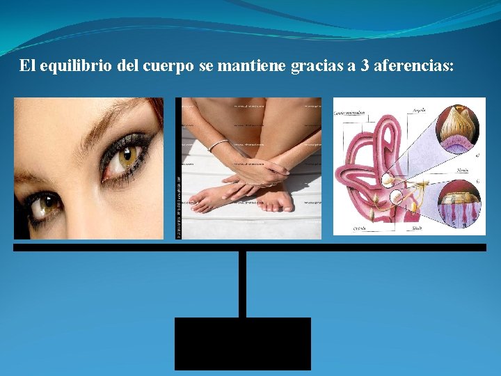 El equilibrio del cuerpo se mantiene gracias a 3 aferencias: 