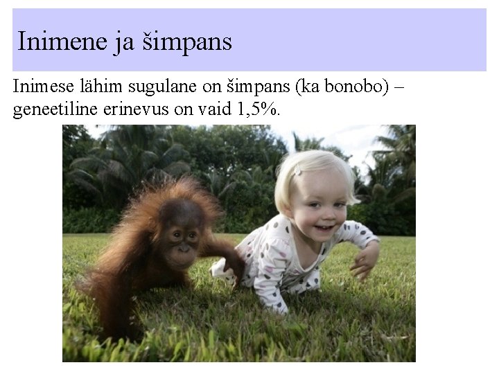 Inimene ja šimpans Inimese lähim sugulane on šimpans (ka bonobo) – geneetiline erinevus on
