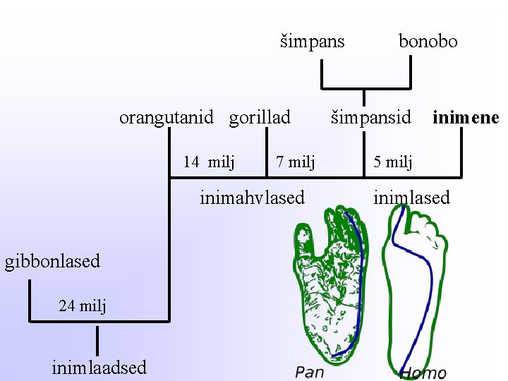 šimpans orangutanid gorillad 14 milj 7 milj inimahvlased gibbonlased 24 milj inimlaadsed bonobo šimpansid