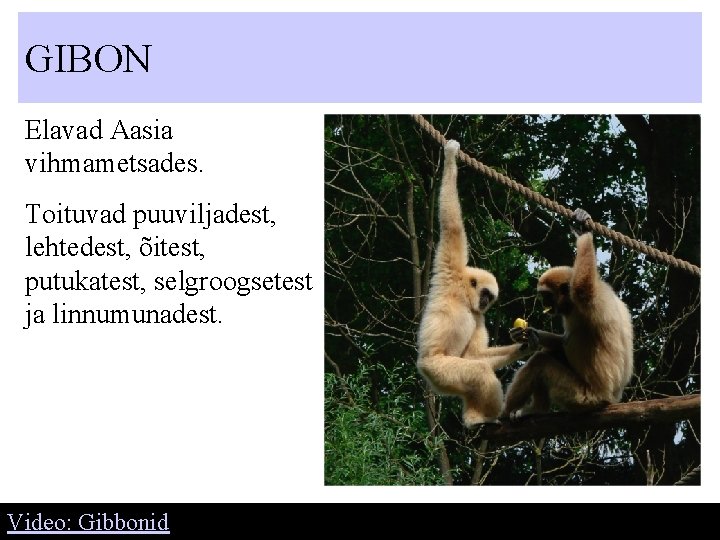 GIBON Elavad Aasia vihmametsades. Toituvad puuviljadest, lehtedest, õitest, putukatest, selgroogsetest ja linnumunadest. Video: Gibbonid