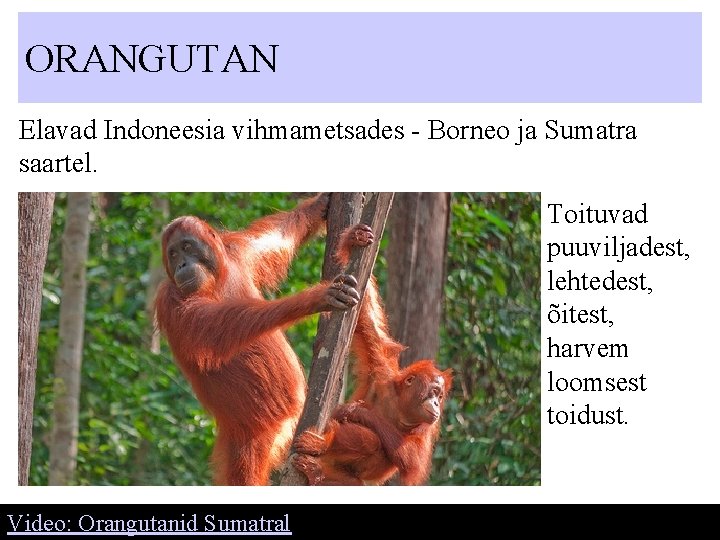 ORANGUTAN Elavad Indoneesia vihmametsades - Borneo ja Sumatra saartel. Toituvad puuviljadest, lehtedest, õitest, harvem