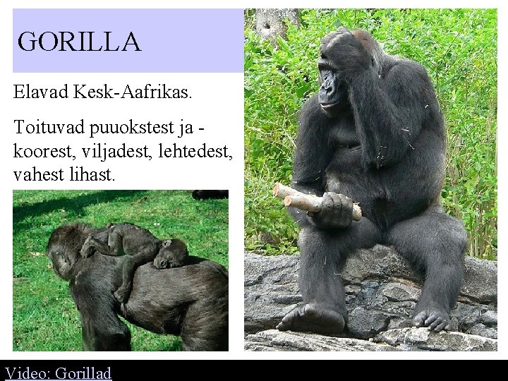 GORILLA Elavad Kesk-Aafrikas. Toituvad puuokstest ja koorest, viljadest, lehtedest, vahest lihast. Video: Gorillad 