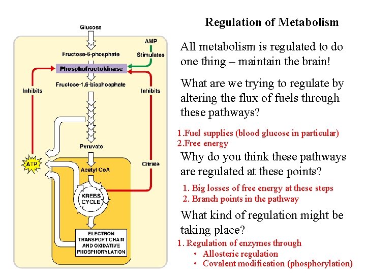 Regulation of Metabolism All metabolism is regulated to do one thing – maintain the