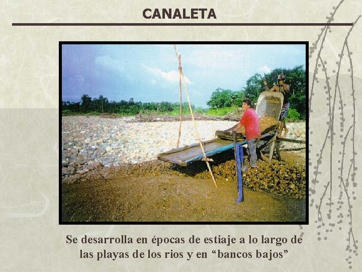 CANALETA Se desarrolla en épocas de estiaje a lo largo de las playas de