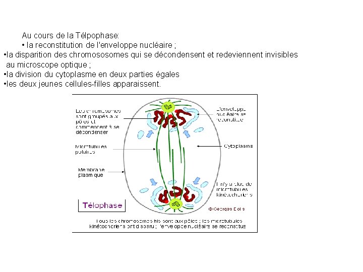 Au cours de la Télpophase: • la reconstitution de l'enveloppe nucléaire ; • la