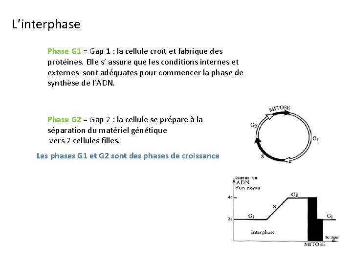 L’interphase Phase G 1 = Gap 1 : la cellule croît et fabrique des