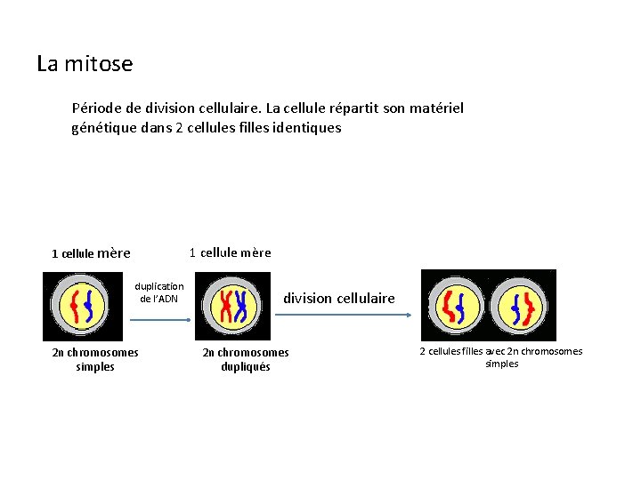 La mitose Période de division cellulaire. La cellule répartit son matériel génétique dans 2