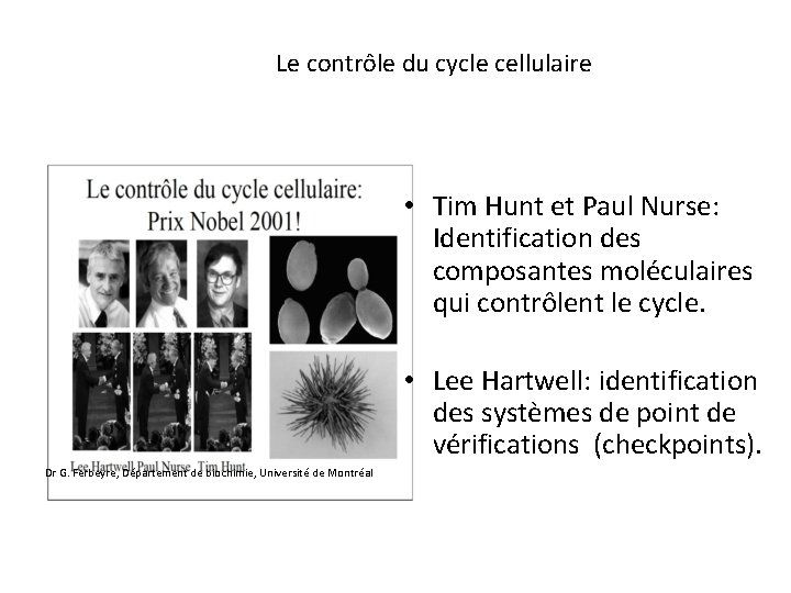 Le contrôle du cycle cellulaire • Tim Hunt et Paul Nurse: Identification des composantes