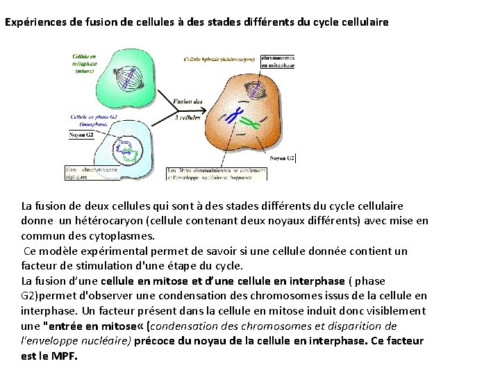 Expériences de fusion de cellules à des stades différents du cycle cellulaire La fusion