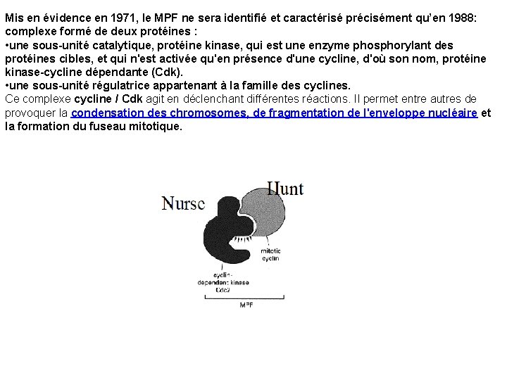 Mis en évidence en 1971, le MPF ne sera identifié et caractérisé précisément qu’en