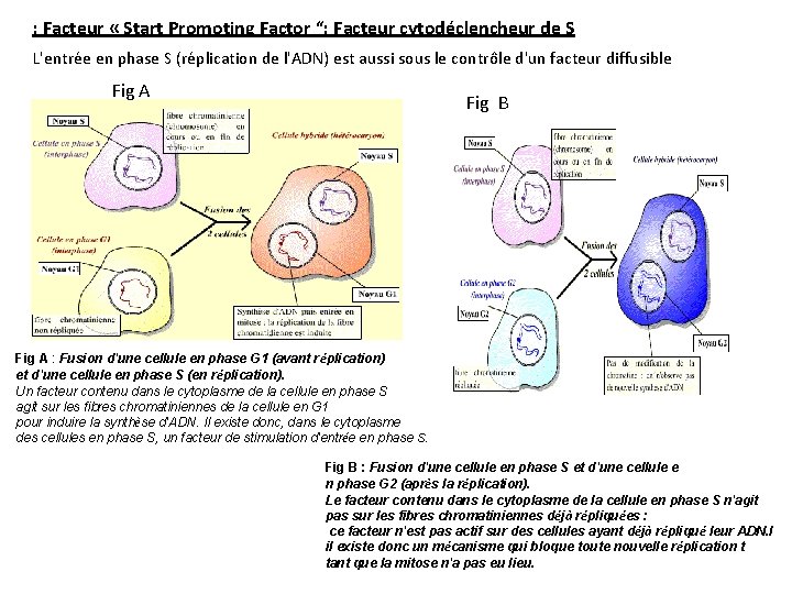 : Facteur « Start Promoting Factor “: Facteur cytodéclencheur de S L'entrée en phase
