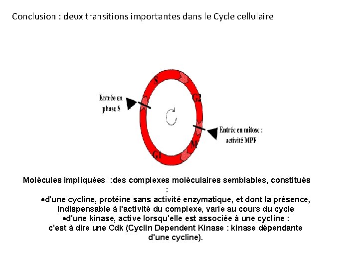 Conclusion : deux transitions importantes dans le Cycle cellulaire Molécules impliquées : des complexes