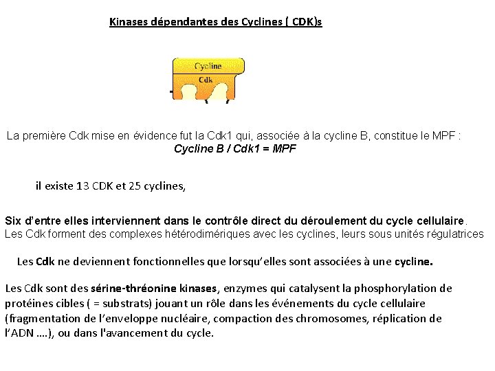 Kinases dépendantes des Cyclines ( CDK)s La première Cdk mise en évidence fut la