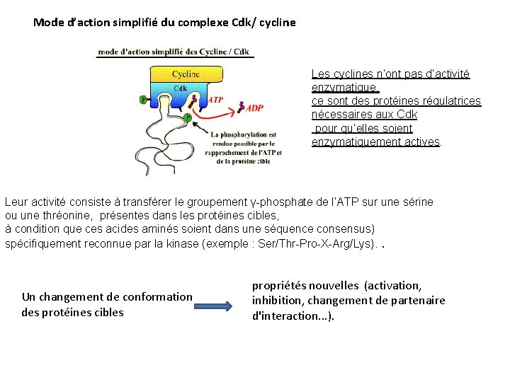 Mode d’action simplifié du complexe Cdk/ cycline Les cyclines n’ont pas d’activité enzymatique, ce