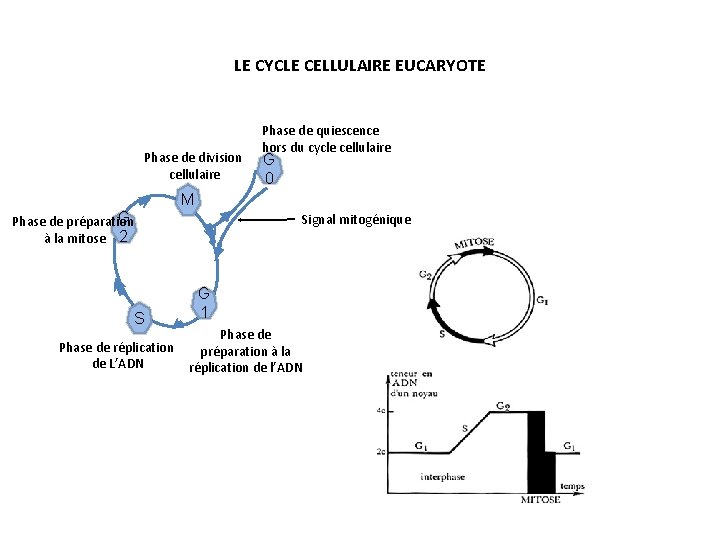 LE CYCLE CELLULAIRE EUCARYOTE Phase de division cellulaire Phase de quiescence hors du cycle