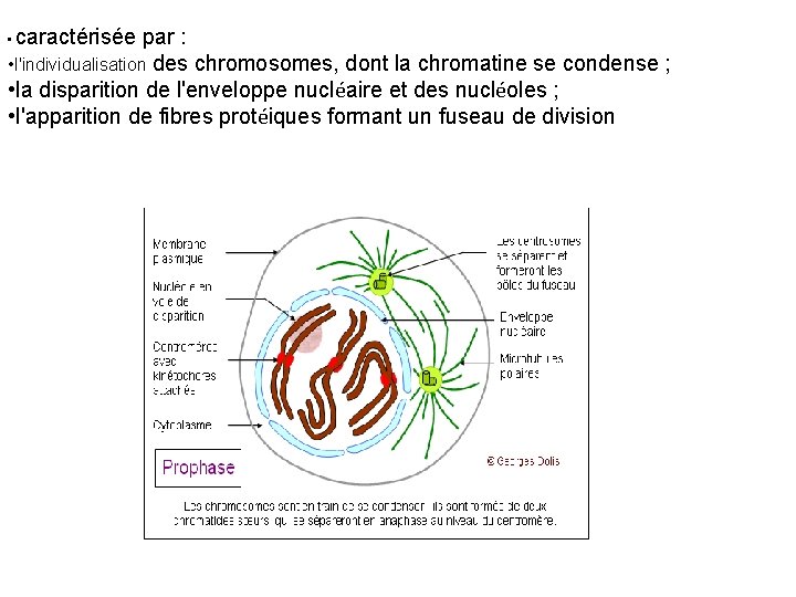 caractérisée par : • l'individualisation des chromosomes, dont la chromatine se condense ; •