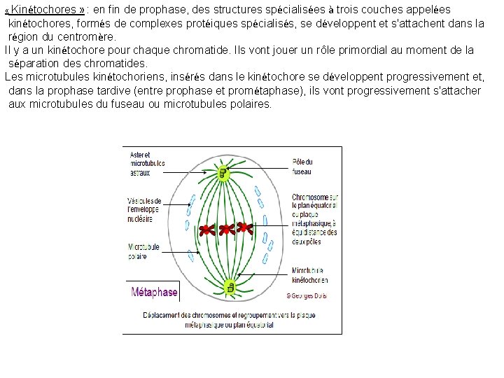  « Kinétochores » : en fin de prophase, des structures spécialisées à trois