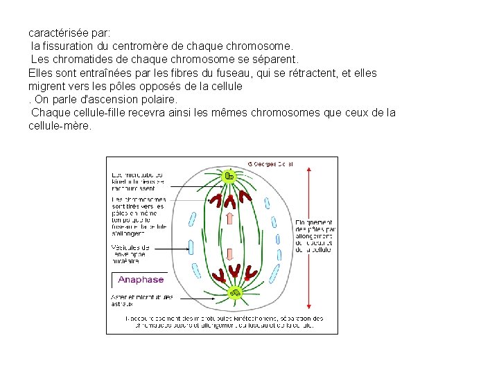 caractérisée par: la fissuration du centromère de chaque chromosome. Les chromatides de chaque chromosome