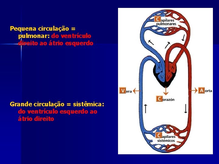 Pequena circulação = pulmonar: do ventrículo direito ao átrio esquerdo Grande circulação = sistêmica: