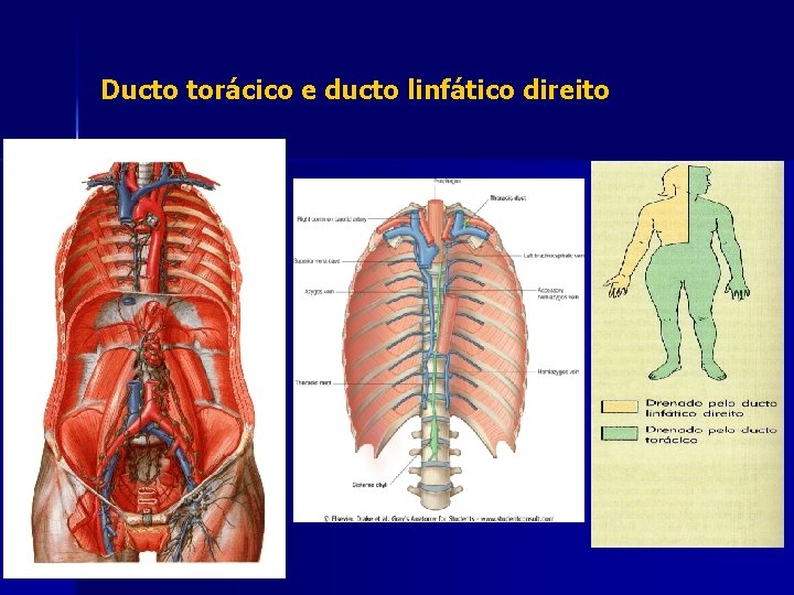 Ducto torácico e ducto linfático direito 