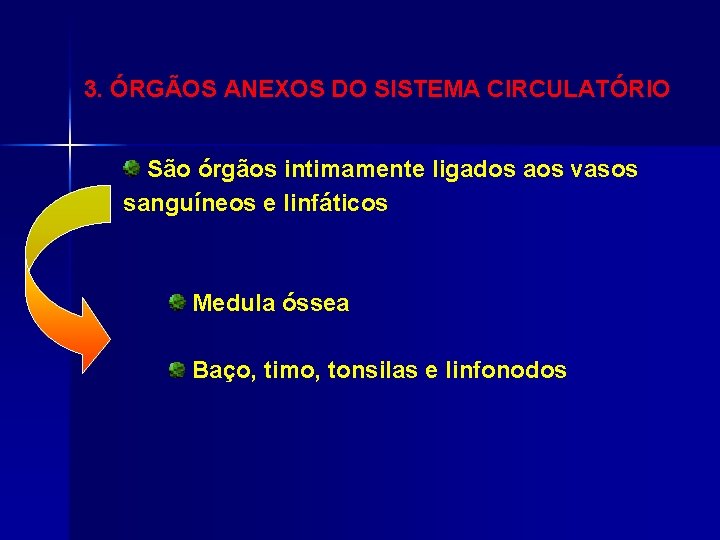 3. ÓRGÃOS ANEXOS DO SISTEMA CIRCULATÓRIO São órgãos intimamente ligados aos vasos sanguíneos e