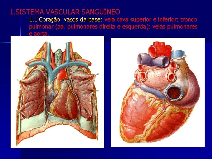 1. SISTEMA VASCULAR SANGUÍNEO 1. 1 Coração: vasos da base: veia cava superior e