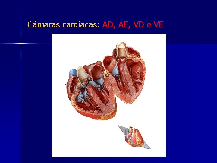 Câmaras cardíacas: AD, AE, VD e VE 