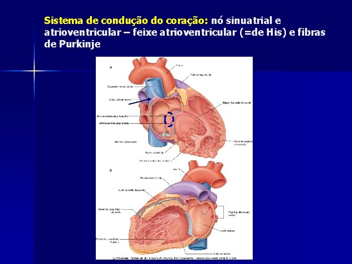 Sistema de condução do coração: nó sinuatrial e atrioventricular – feixe atrioventricular (=de His)