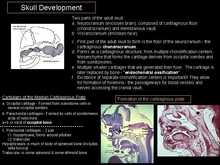 Skull Development Two parts of the adult skull: a. Neurocranium (encloses brain): composed of