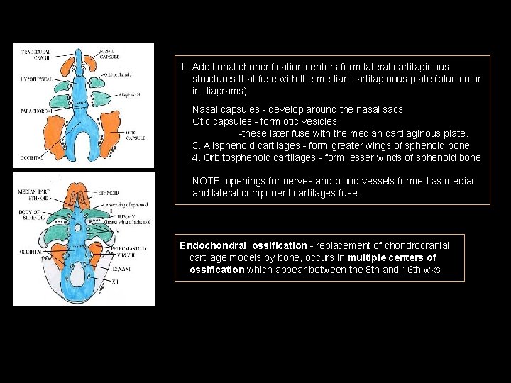 1. Additional chondrification centers form lateral cartilaginous structures that fuse with the median cartilaginous