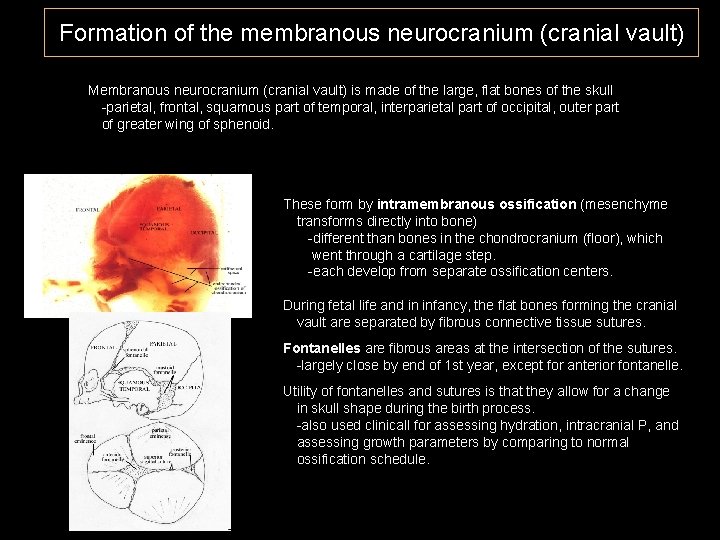Formation of the membranous neurocranium (cranial vault) Membranous neurocranium (cranial vault) is made of
