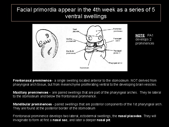 Facial primordia appear in the 4 th week as a series of 5 ventral