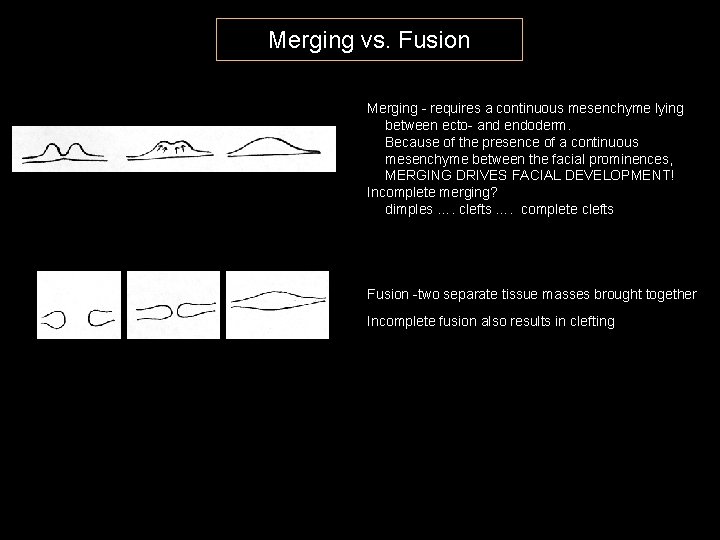 Merging vs. Fusion Merging - requires a continuous mesenchyme lying between ecto- and endoderm.