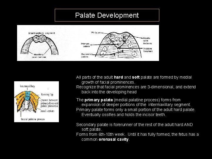 Palate Development All parts of the adult hard and soft palate are formed by