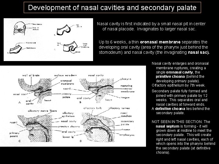 Development of nasal cavities and secondary palate Nasal cavity is first indicated by a