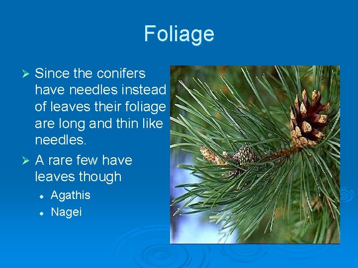 Foliage Since the conifers have needles instead of leaves their foliage are long and